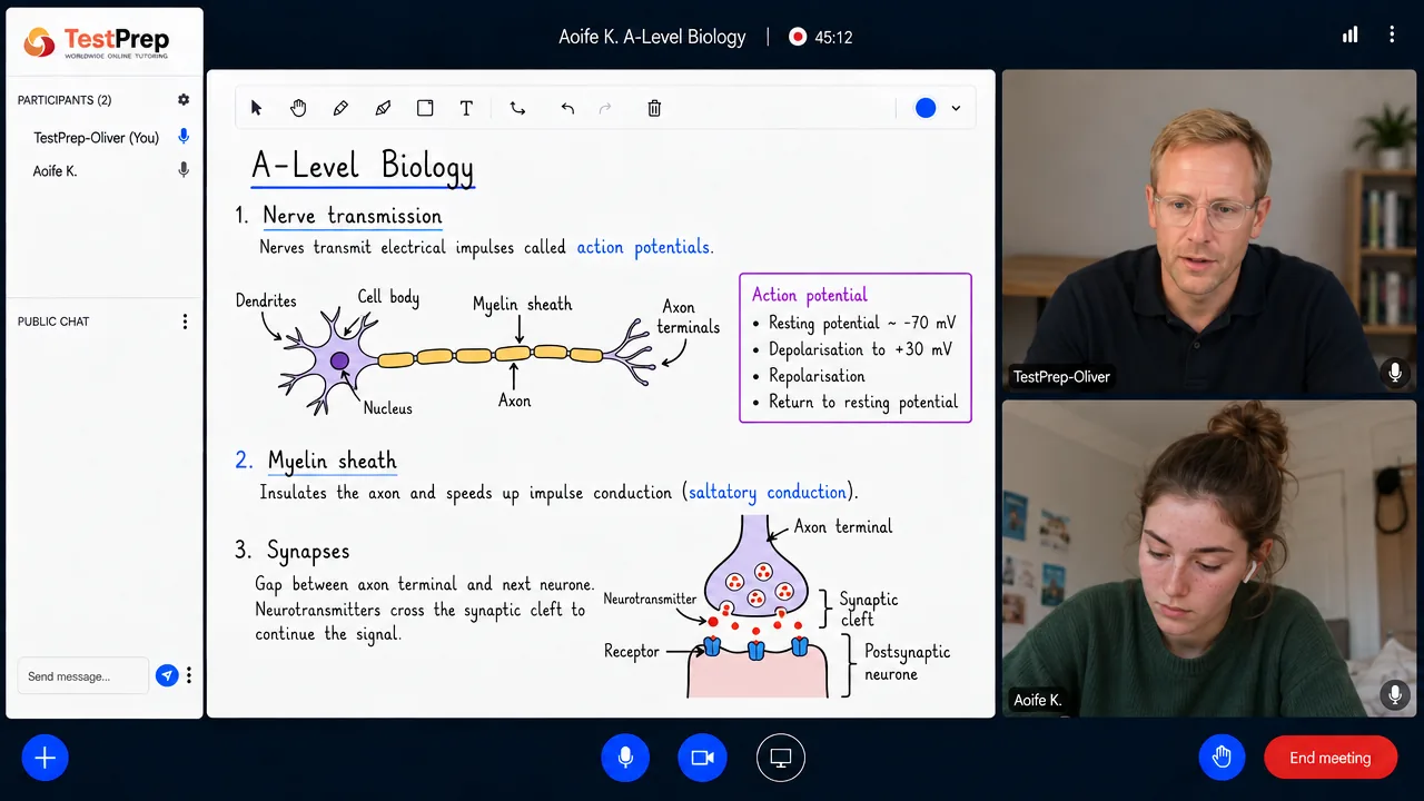 From a TestPrep A-Level Biology private lesson — nerve transmission: a myelinated neurone, the action potential, saltatory conduction and the synapse